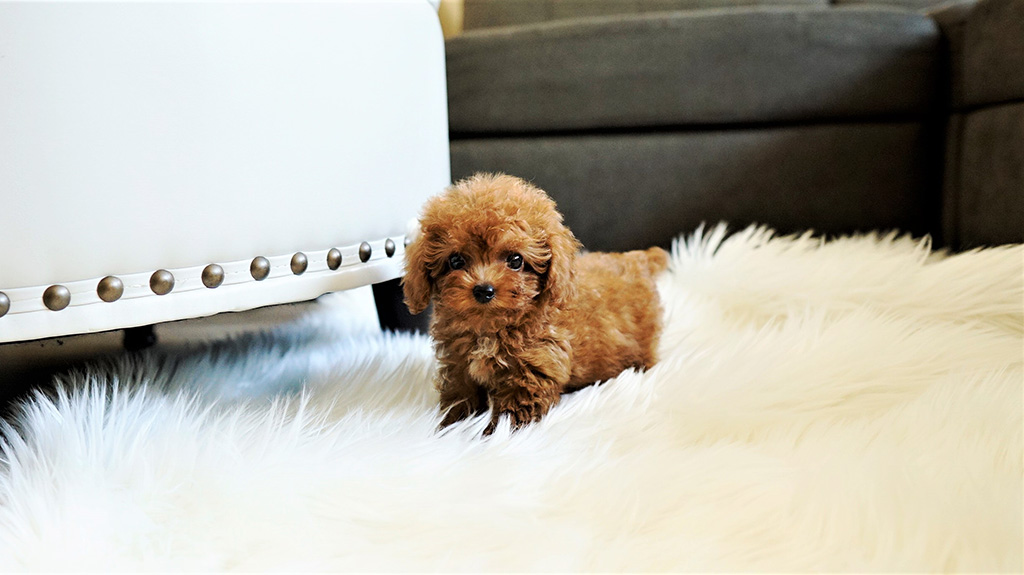 how much is a red toy poodle