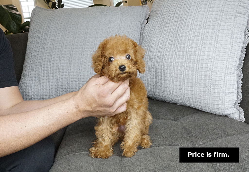 Toy Teacup Poodle Puppies for Sale - Price and Breed Info in Singapore