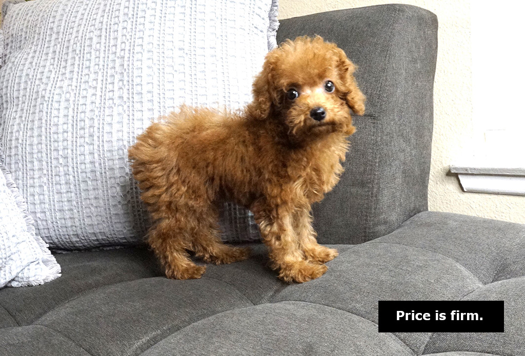 Toy Teacup Poodle Puppies for Sale - Price and Breed Info in Singapore