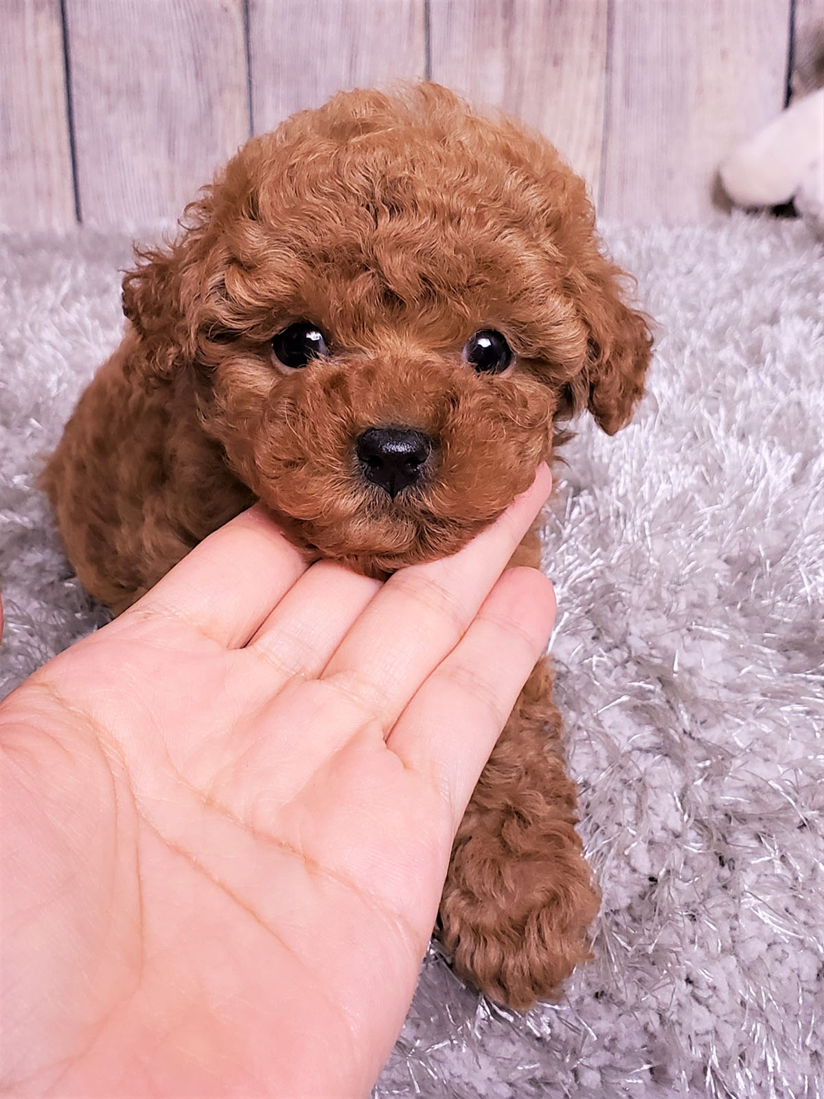 teacup poodle