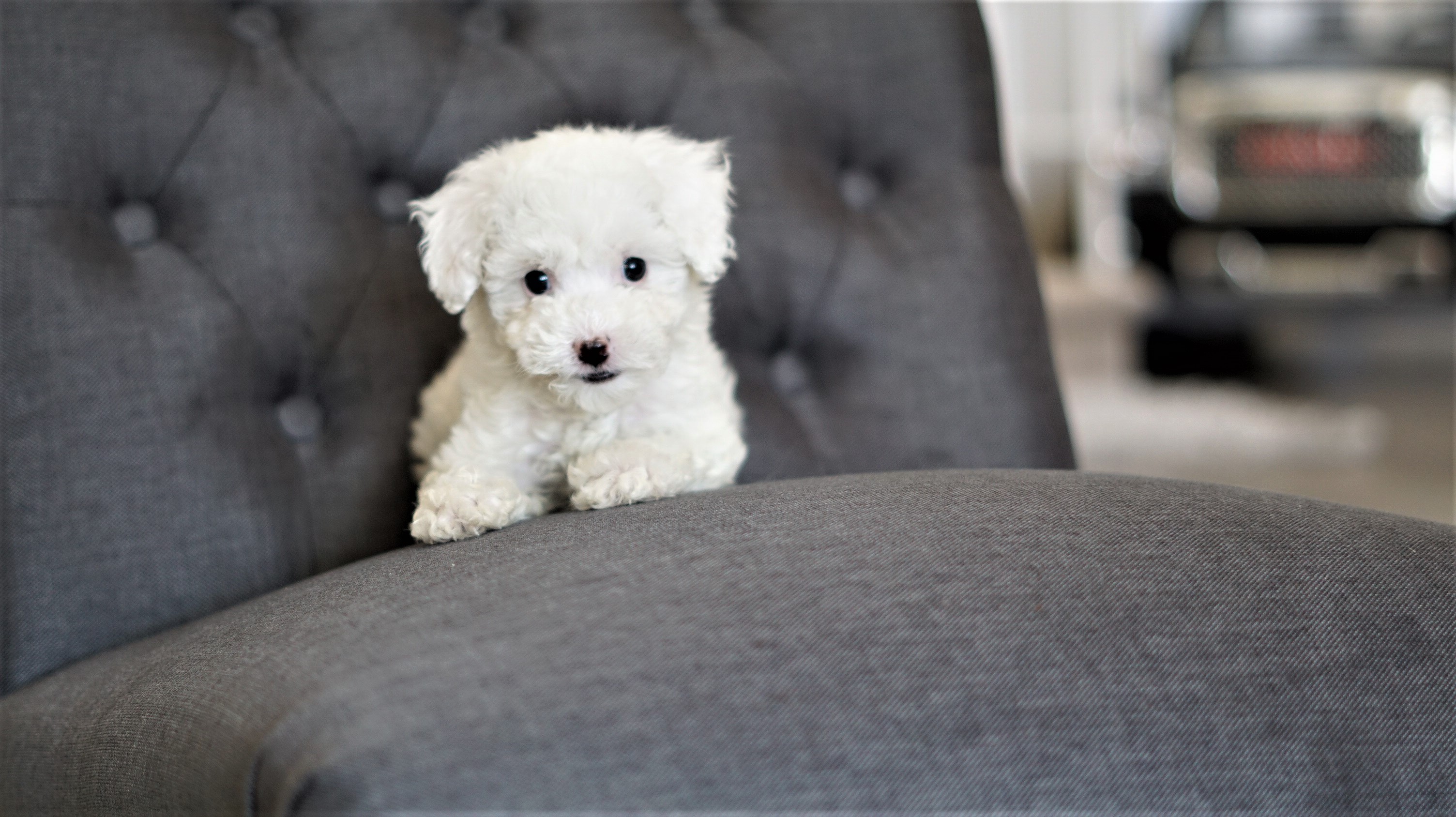 Snow White the Maltipoo ($1,200) - Top Dog Puppies