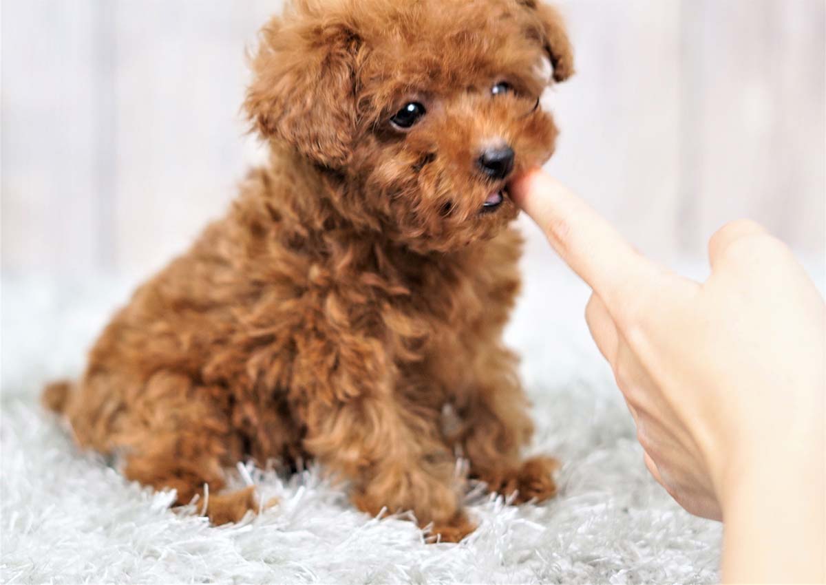 Twinkle the Teacup Poodle (3,300) Top Dog Puppies