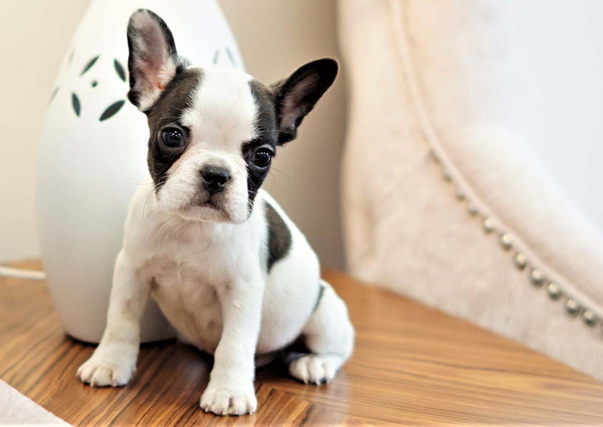 mini french bulldog