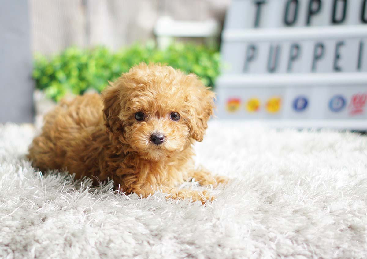 Fancy the Teacup Poodle (3,300) Top Dog Puppies