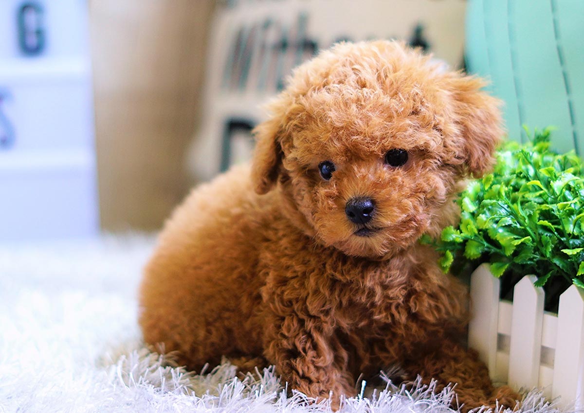 toy poodle dog