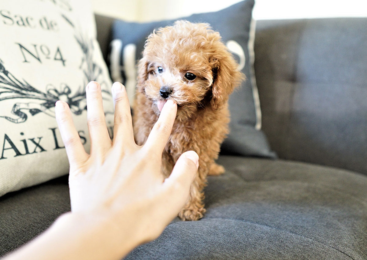 teacup poodle full size