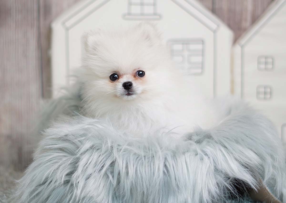 Baby the Pomeranian (3,000) Top Dog Puppies