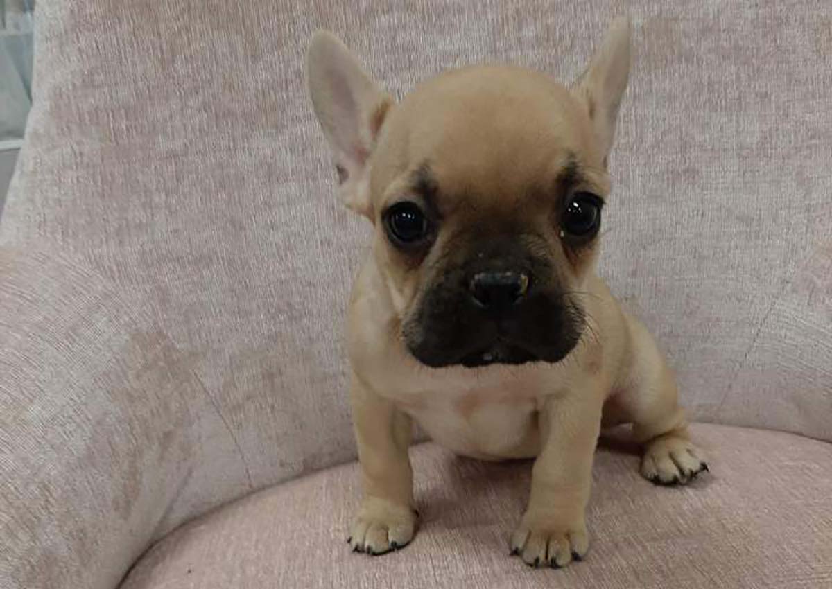 Mercedes the French Bulldog $̶2̶,̶4̶0̶0̶ $1,800 - Top Dog Puppies