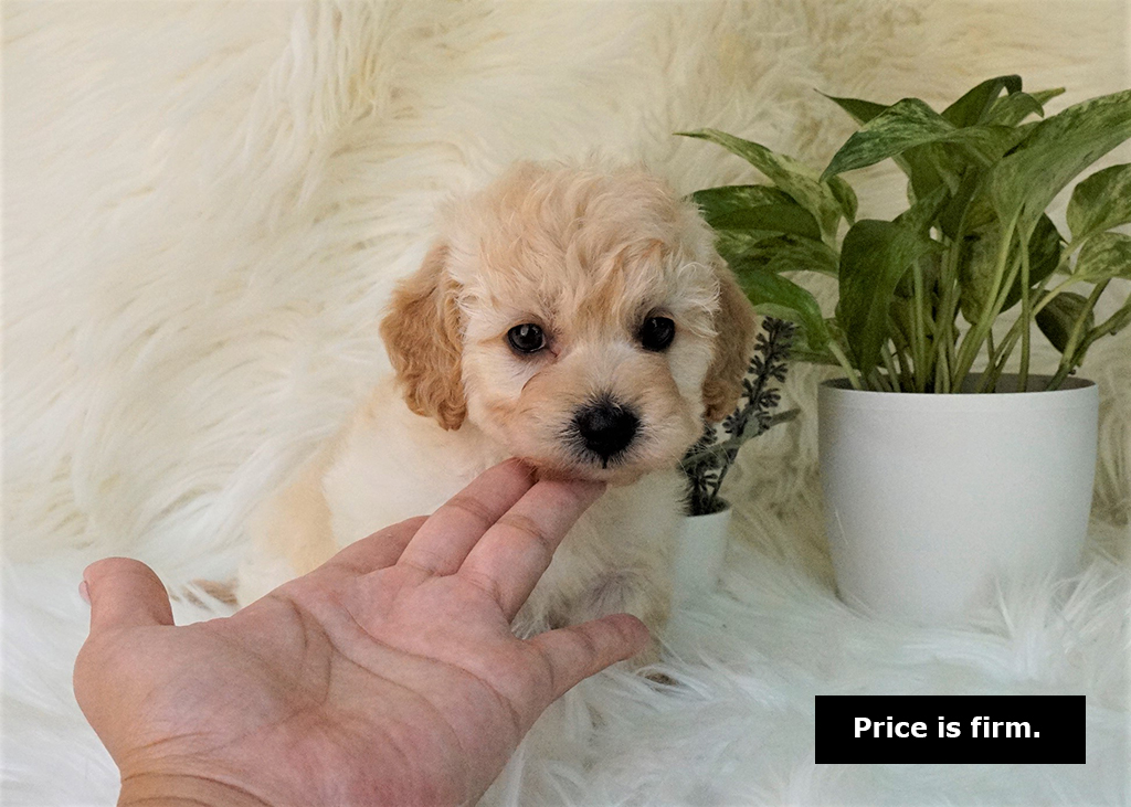 SOLD Maltipoo 2 2 0 0 1 500 Top Dog Puppies   1 14 